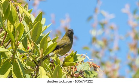 New Zealand Adult Bellbird