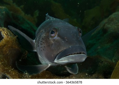 New Zealand Blue Cod