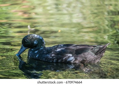 New Zealand Blue Duck