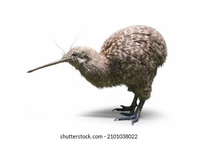 New Zealand Brown Kiwi, Apteryx Mantelli,