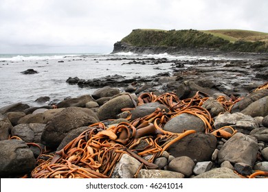 New Zealand. Catlins Part Of Southland Region. Bull Kelp On The Rocky Coast Of Curio Bay.