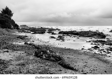 New Zealand. Catlins Part Of Southland Region. Bull Kelp On The Rocky Coast Of Curio Bay. Black And White Retro Style.