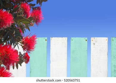 New Zealand Christmas bush tree Metrosideros excelsa (Pohutukawa) red flowers blossom on the month of December over a green and white fence of bach beach holiday home.No people Copy space