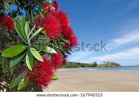 New Zealand Christmas iron bush coastal evergreen tree  (Metrosideros excelsa or Pohutukawa) red flowers blossom on the month of December in doubtless bay Northland, New Zealand.No people. Copy space