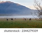 New Zealand. The countryside driving on the State Highway 6 at sunrise. West Coast. South Island