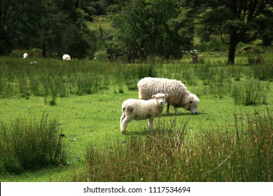 ニュージーランド 羊 の画像 写真素材 ベクター画像 Shutterstock