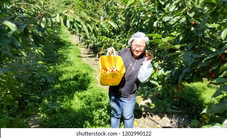 NEW ZEALAND, CROMWELL, SUNCREST ORCHARD - JANUARY 2016: An Unidentified Young Traveler Picks Fresh Cherries From Tree And Collect Them Into A Bucket. Working Holiday Visa Are Popular To See The World.