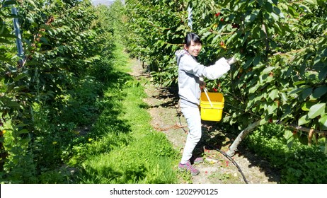 NEW ZEALAND, CROMWELL, SUNCREST ORCHARD - JANUARY 2016: An Unidentified Young Traveler Picks Fresh Cherries From Tree And Collect Them Into A Bucket. Working Holiday Visa Are Popular To See The World.