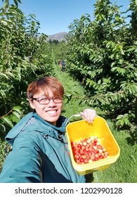 NEW ZEALAND, CROMWELL, SUNCREST ORCHARD - JANUARY 2016: An Unidentified Young Traveler Picks Fresh Cherries From Tree And Collect Them Into A Bucket. Working Holiday Visa Are Popular To See The World.