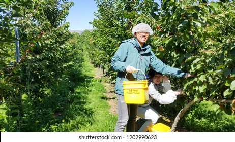 NEW ZEALAND, CROMWELL, SUNCREST ORCHARD - JANUARY 2016: 2 Unidentified Young Travelers Pick Fresh Cherries From Tree And Collect Them Into A Bucket. Working Holiday Visa Are Popular To See The World.