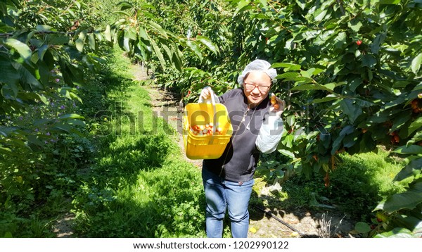 New Zealand Cromwell Suncrest Orchard January Stock Photo Edit