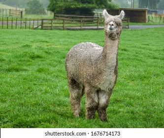 New Zealand Cute Alpaca Stands In The Rain With Meadow Background