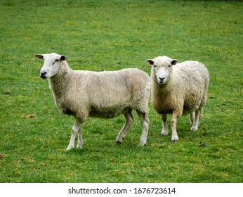 New Zealand Cute Sheep Stand In The Rain With Green Grass Background