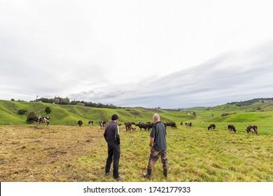 New Zealand Dairy Farm, Farmers And Cows, Rolling Paddocks