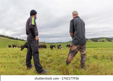 New Zealand Dairy Farm, Farmers And Cows, Rolling Paddocks