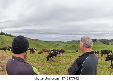 New Zealand Dairy Farm, Farmers And Cows, Rolling Paddocks