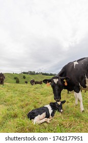 New Zealand Dairy Farm, Farmers And Cows, Rolling Paddocks