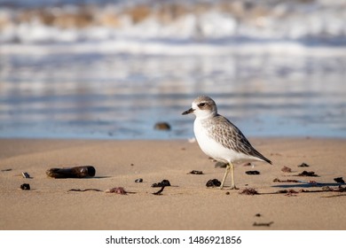 New Zealand Dotterel Coastal Bird, At A Beach Near Gisborne, East Coast, North Island 