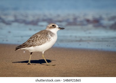 New Zealand Dotterel Coastal Bird, At A Beach Near Gisborne, East Coast, North Island 