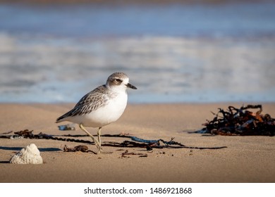 New Zealand Dotterel Coastal Bird, At A Beach Near Gisborne, East Coast, North Island 