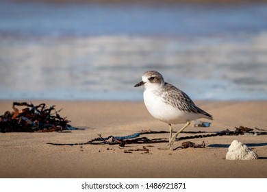 New Zealand Dotterel Coastal Bird, At A Beach Near Gisborne, East Coast, North Island 