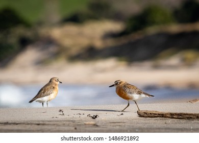 New Zealand Dotterel Coastal Bird, At A Beach Near Gisborne, East Coast, North Island 