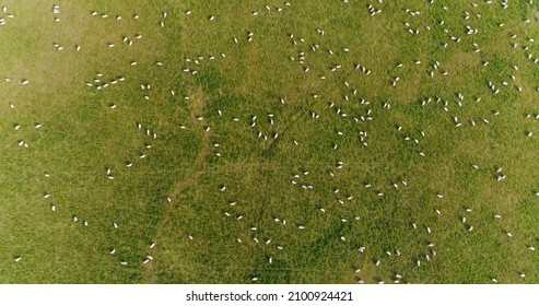 New Zealand Drone Image of Nature Landscape with Sheep on Grass Farmland. Sustainable farming concept with Idyllic hills of countryside of south island of New Zealand. Aerial top down flat lay view. - Powered by Shutterstock