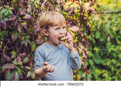 New Zealand Exotic Food. Berry Nergi, Or Small Kiwi. Child Picking Green Baby Kiwi Fruit Actinidia Arguta.