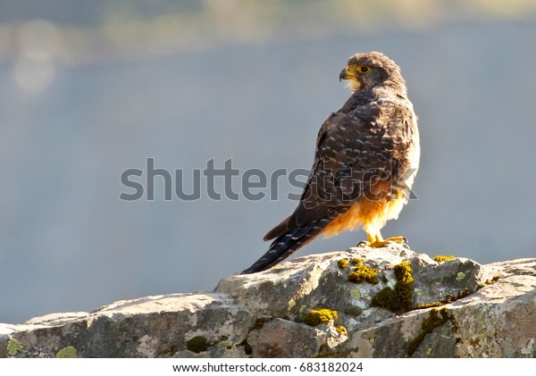 New Zealand Falcon Karearea Falco Novaeseelandiae Stock