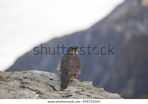 New Zealand Falcon New Zealand Falcon Stock Photo Edit Now