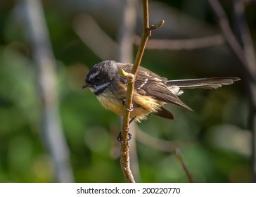 New Zealand Fantail