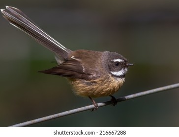 New Zealand Fantail