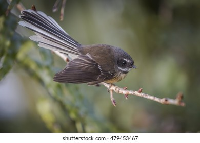 New Zealand Fantail