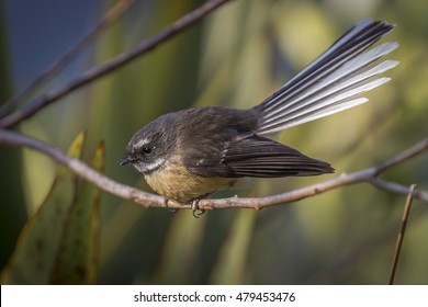 New Zealand Fantail