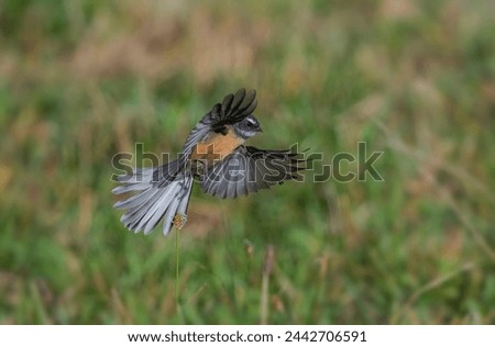 The New Zealand fantail (Rhipidura fuliginosa) is a small insectivorous bird, the only species of fantail in New Zealand