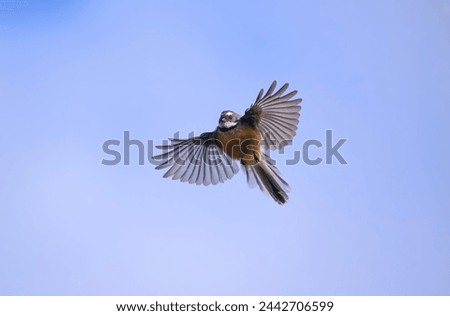 The New Zealand fantail (Rhipidura fuliginosa) is a small insectivorous bird, the only species of fantail in New Zealand