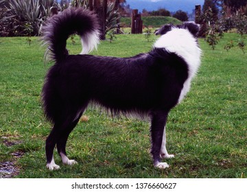                New Zealand Farm Dog With Curled Tail                