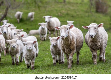 New Zealand Farm Sheep Lambs