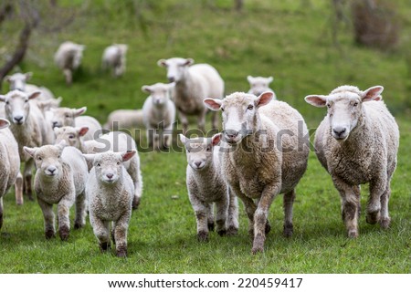 New Zealand farm sheep lambs