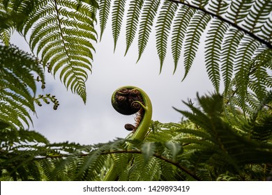 A New Zealand fern (Koru) framed nicely by the surrounding foliage