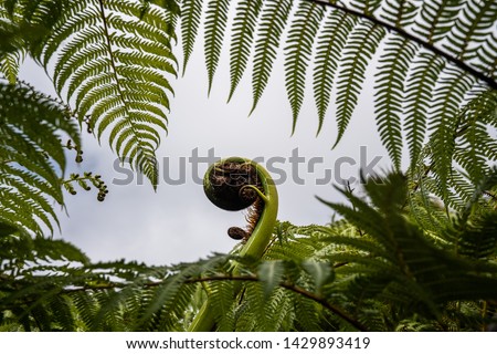 A New Zealand fern (Koru) framed nicely by the surrounding foliage
