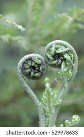 New Zealand Fern, Koru In Heart Shape