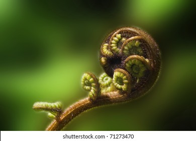 New Zealand fern (koru) unfurling on the green blurred background