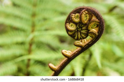New Zealand fern leaves