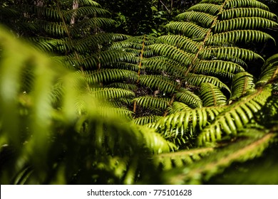 New Zealand Ferns in Forest
