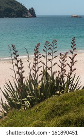 New Zealand Flax