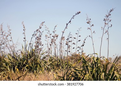 New Zealand Flax In Flower