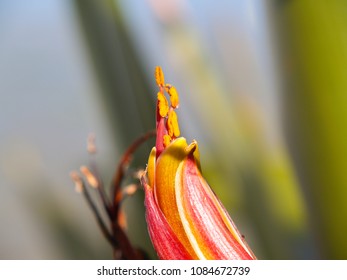 New Zealand Flax Flower Close-up Detail