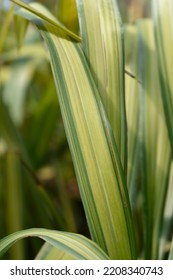 New Zealand Flax Leaves - Latin Name - Phormium Tenax