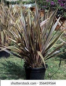 New Zealand; Flax; Phormium; Tenax